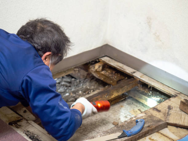 Best Same-Day Mold Removal  in Sunnyvale, CA