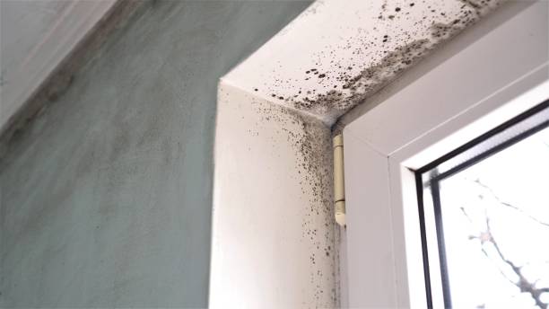 Best Fast Mold Removal  in Sunnyvale, CA