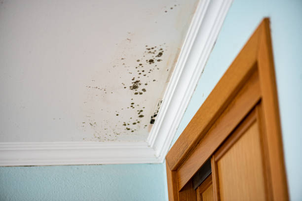 Best Commercial Mold Removal  in Sunnyvale, CA