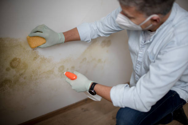 Sunnyvale, CA Mold Removal Company