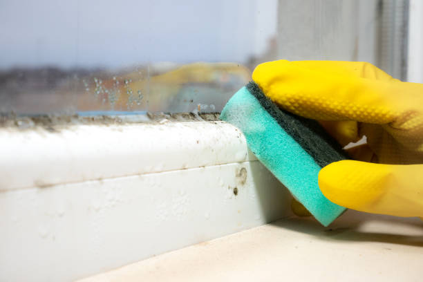 Best Mold Testing  in Sunnyvale, CA