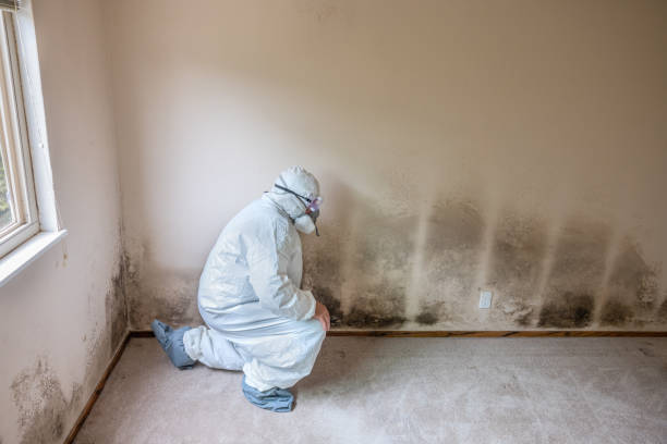 Best Mold Remediation  in Sunnyvale, CA