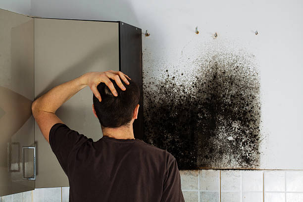 Best Mold Remediation  in Sunnyvale, CA