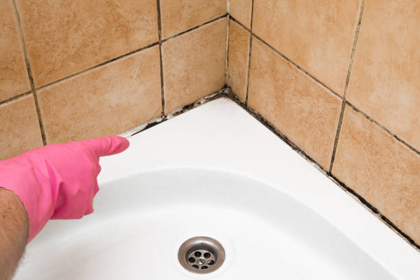 Best Residential Mold Removal  in Sunnyvale, CA