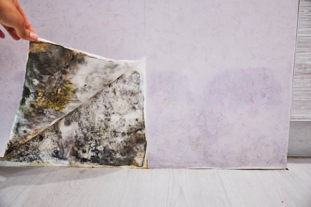 Best Commercial Mold Removal  in Sunnyvale, CA